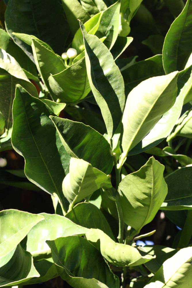            Sun leaves (Summer Workman, Riverside, CA)   